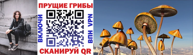 закладка  Красный Кут  Псилоцибиновые грибы MAGIC MUSHROOMS 